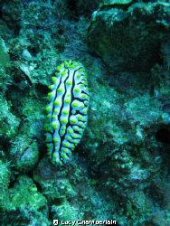Phyllidia Varicosa.  Taken just off Phuket, August 2008 by Lucy Chamberlain 